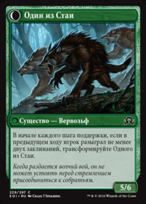 Solitary Hunter // One of the Pack - Verso