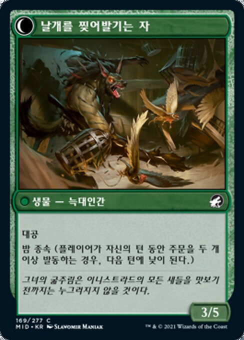 Bird Admirer // Wing Shredder - Verso